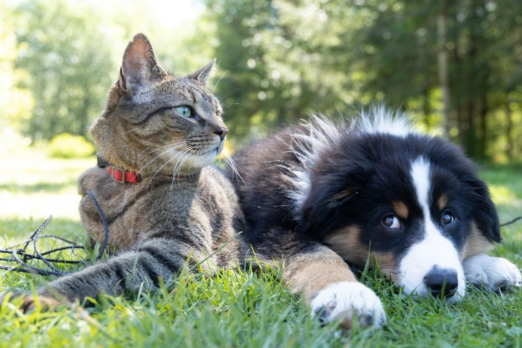 Pet Insurance California: Complete Guide for Pet Owners 2025