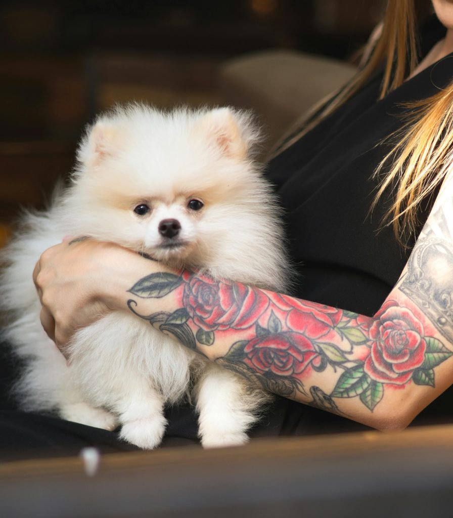 Pet Insurance California: Complete Guide for Pet Owners 2025